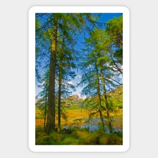 Evergreens by Blea Tarn Sticker